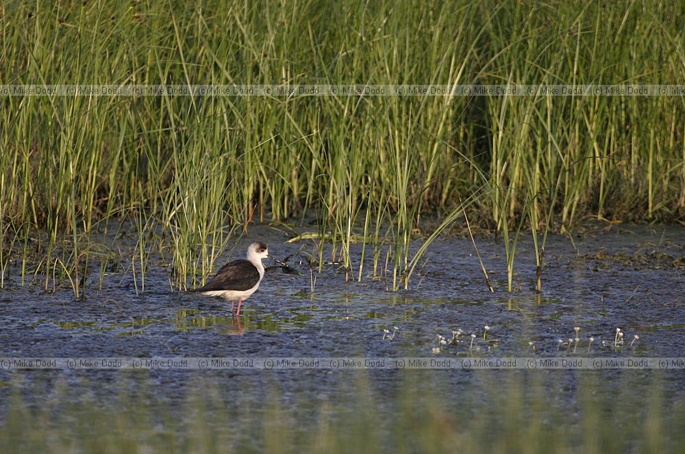 Black winged stint