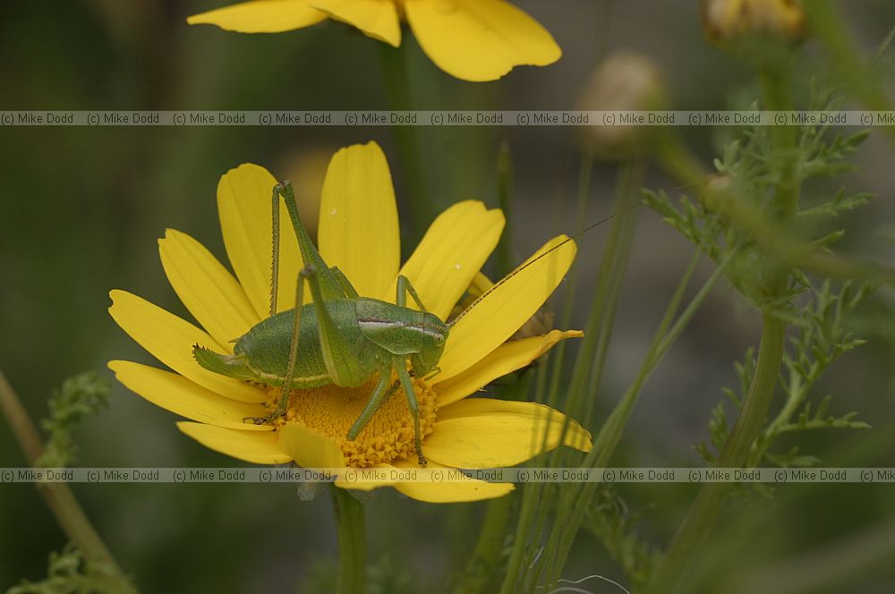 Bush cricket