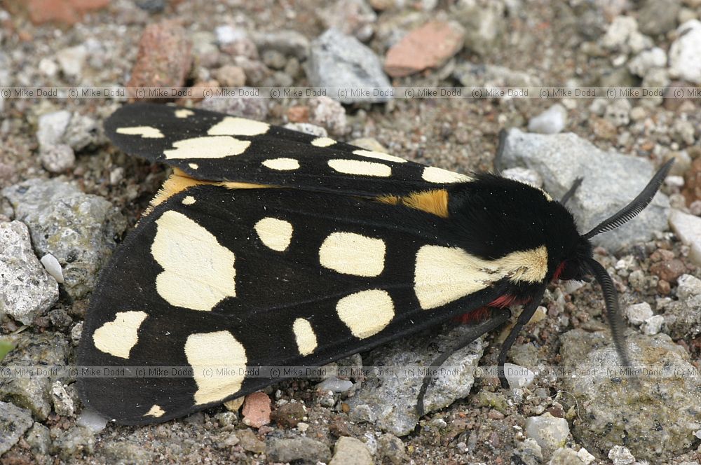 Cream spot tiger moth