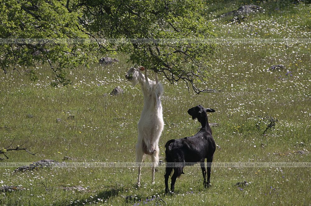 Goats eating tree