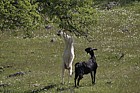 Goats eating tree