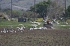 Gulls following tractor cultivation