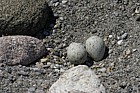 Little ringed plover nest and eggs