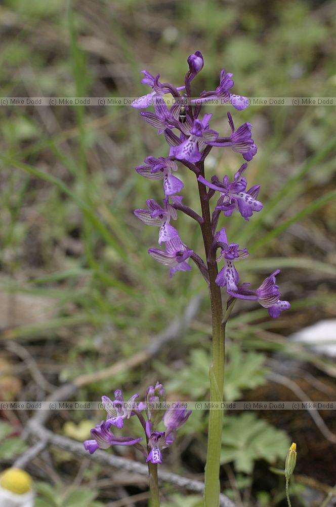 Orchis morio