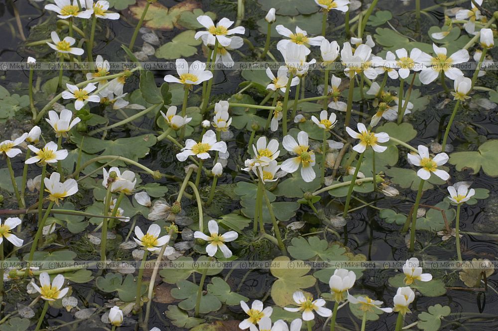Ranunculus, water crowfoot