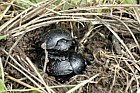 Scarabaeus dung beetles