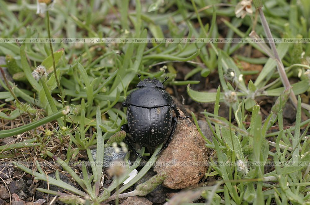 Scarabaeus dung beetle