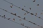 Swallows and martins on wires (inc common swallow, red rumped swallow, house martin)
