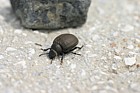 Tenbrionid beetle