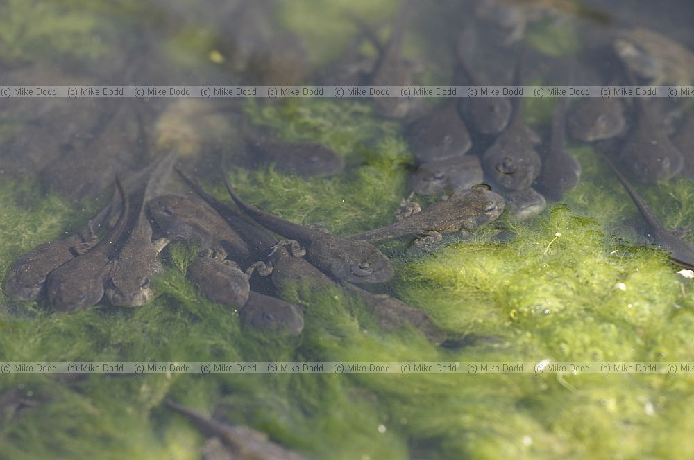 Toadlets and tadpoles