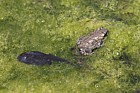 Toadlet and tadpole