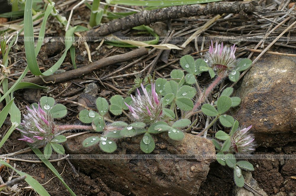 Trifolium echinatum