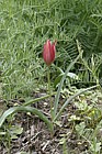 Tulipa orpanidea