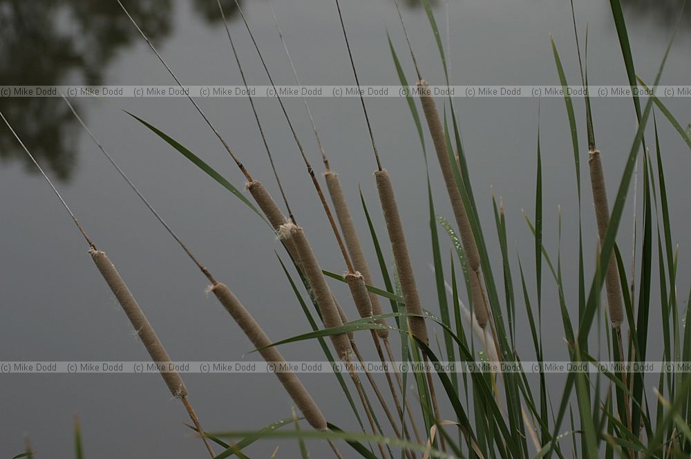 Typha reeds