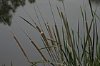 Typha reeds