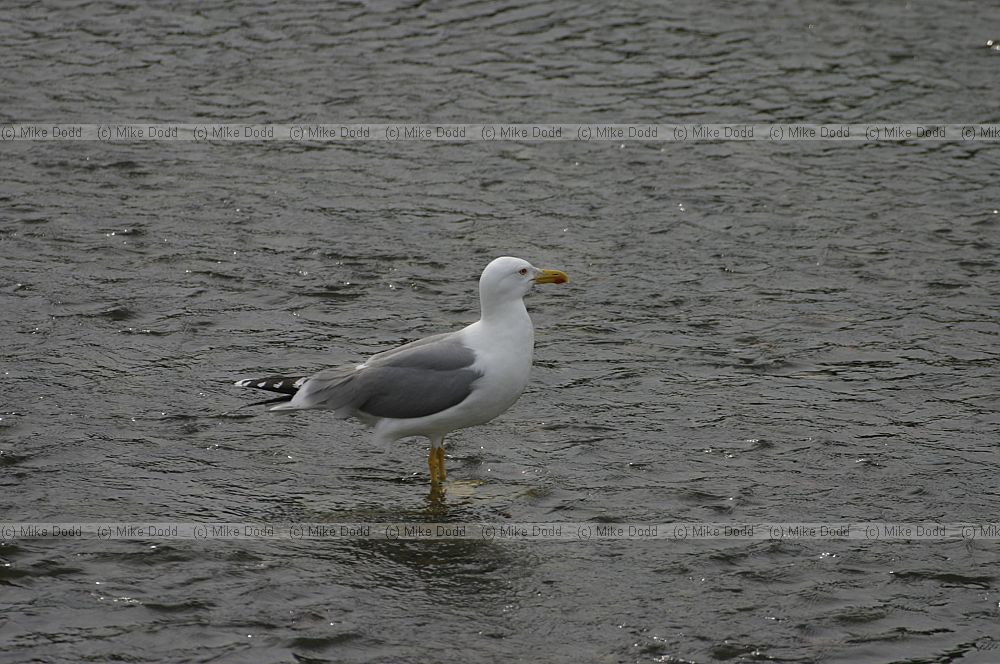 Yellow legged gull