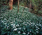 Alium ursinum Wild Garlic Cheddar Gorge Somerset