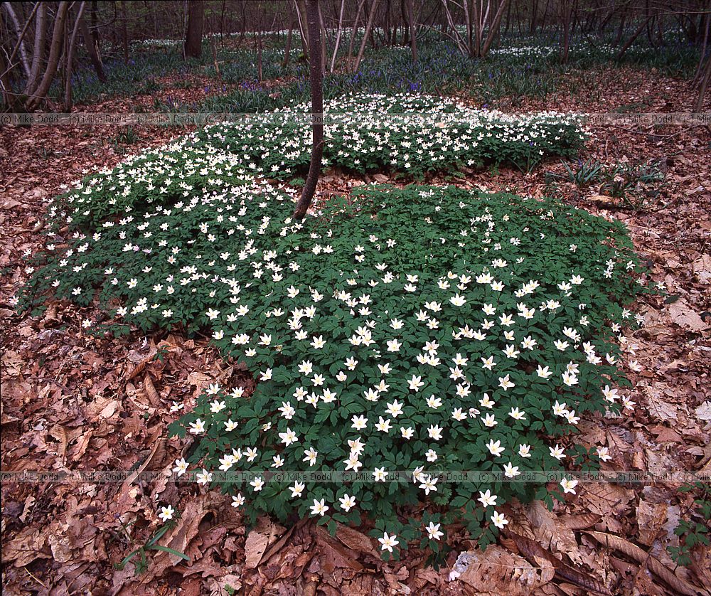 Anemone nemorosa Wood anemone Ham street woods Kent