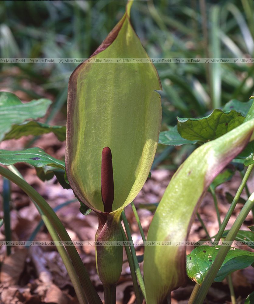 Arum maculatum Lords and ladies or cuckoo pint