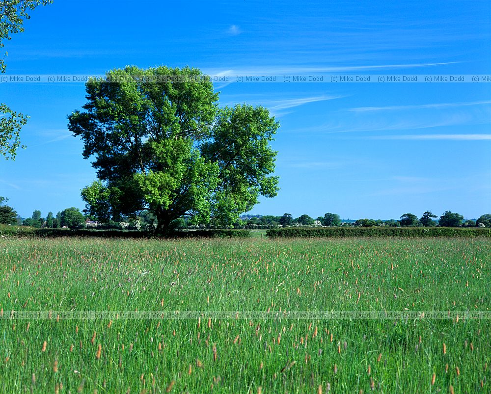 Black poplar Poplus nigra Aylesbury vale