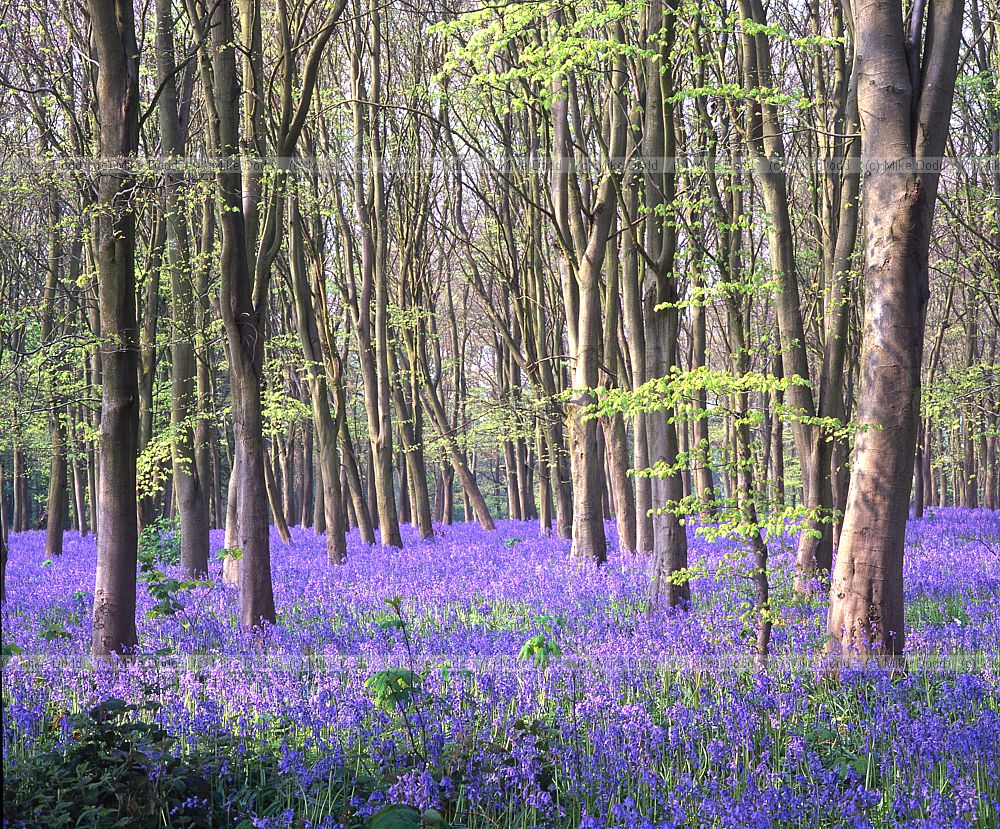 Bluebells in beech plantation near Faringdon Oxfordshire