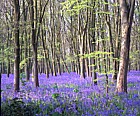 Bluebells in beech plantation near Faringdon Oxfordshire