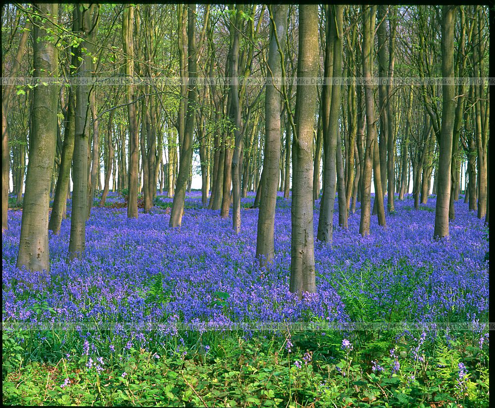 Bluebells in beech plantation near Faringdon Oxfordshire