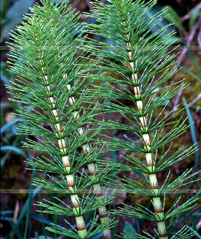 Equisetum telmateia Great Horsetail at Folkestone warren