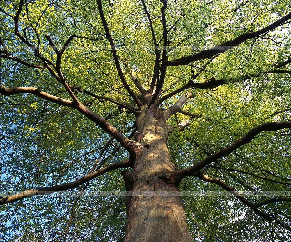Looking upward under Fagus sylvatica beech tree in green leaf