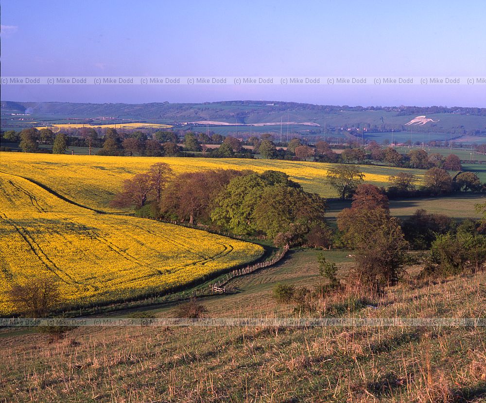 Looking towards Dunstable downs from Ivinghoe beacon with oilseed rape field