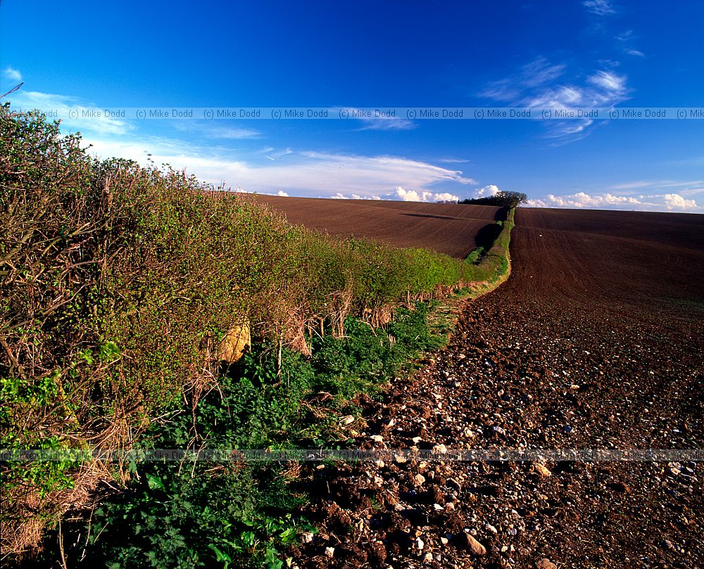 Hedge chichley hill