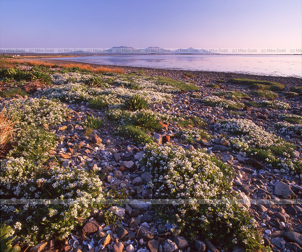 Llyn peninsula and Scurveygrass north Wales