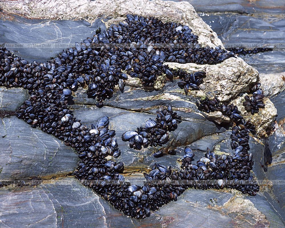 Mussels Bedruthan steps Cornwall