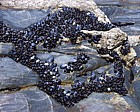 Mussels Bedruthan steps Cornwall