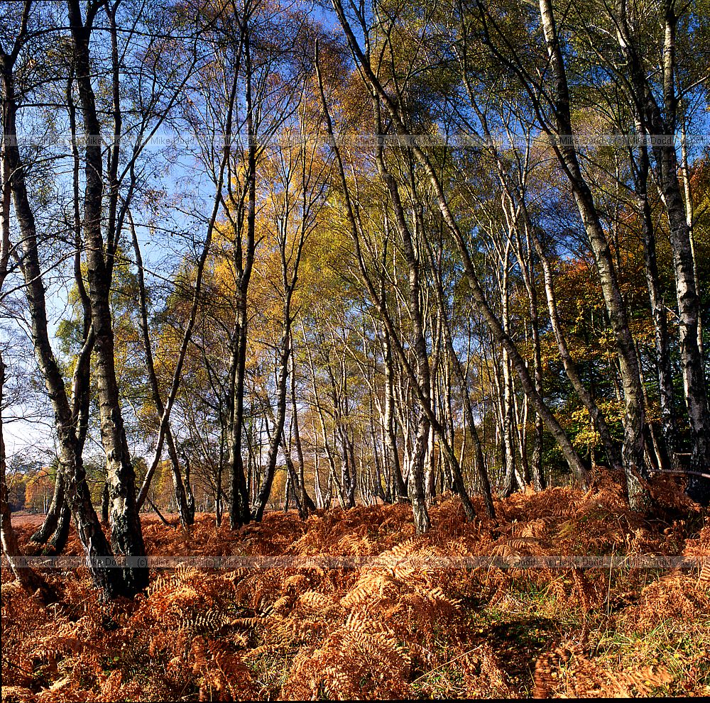 Bracken and birch autumn scene New Forest