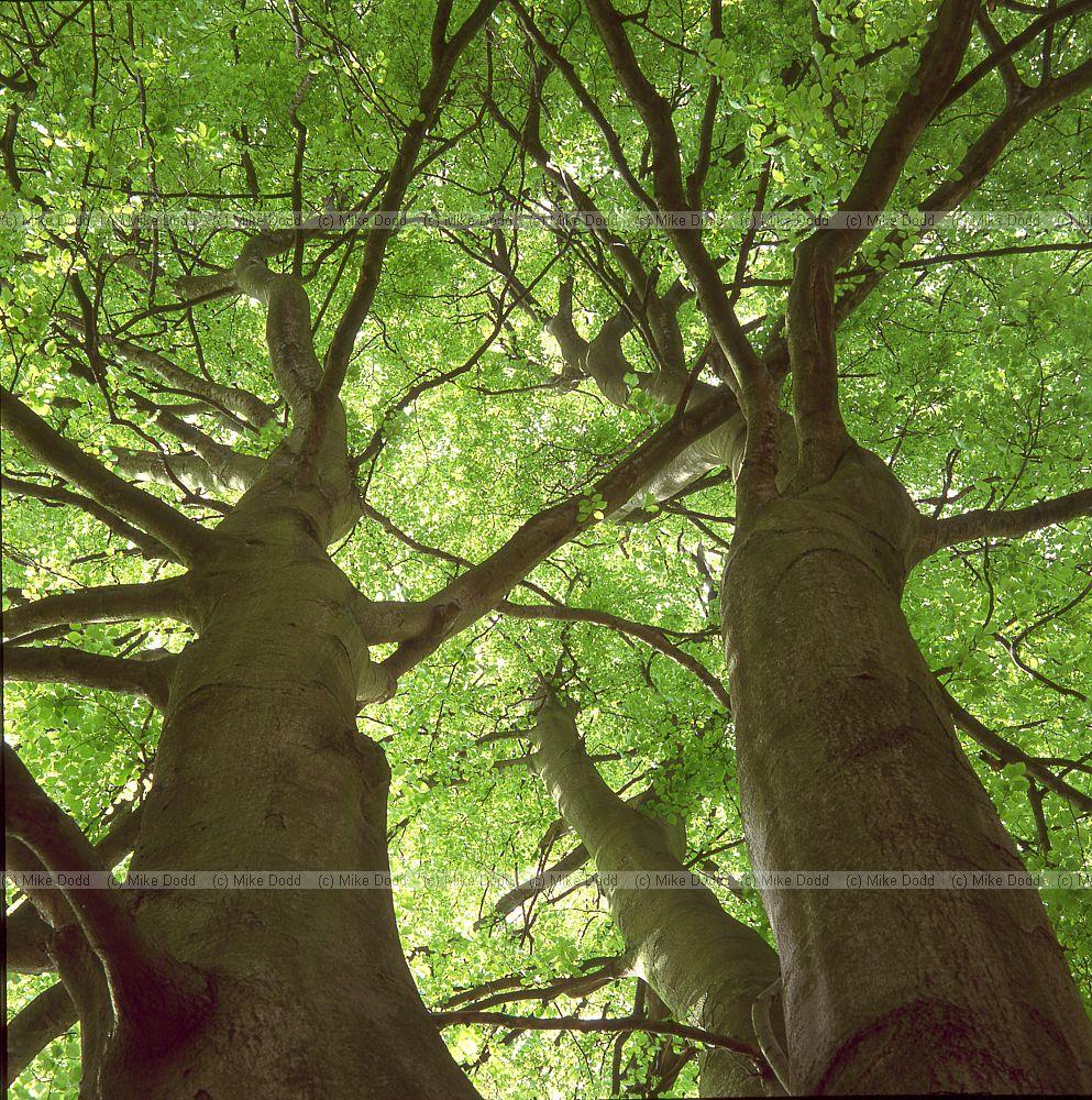 Looking upward under Fagus sylvatica beech tree in green leaf