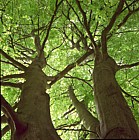 Looking upward under Fagus sylvatica beech tree in green leaf