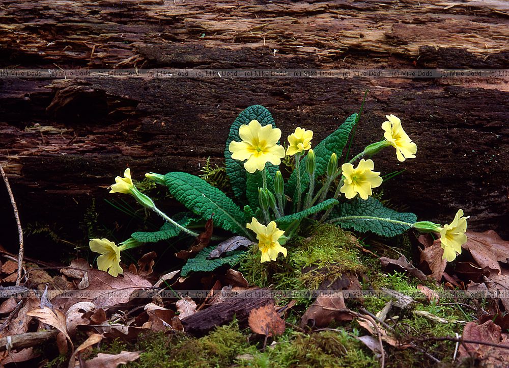 Primula vulgaris Primrose Linford wood
