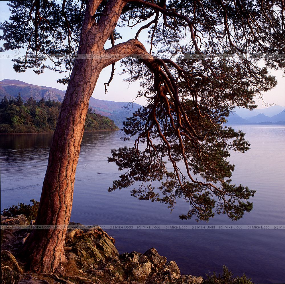 Scots pine at friars crag Derwentwater lake district