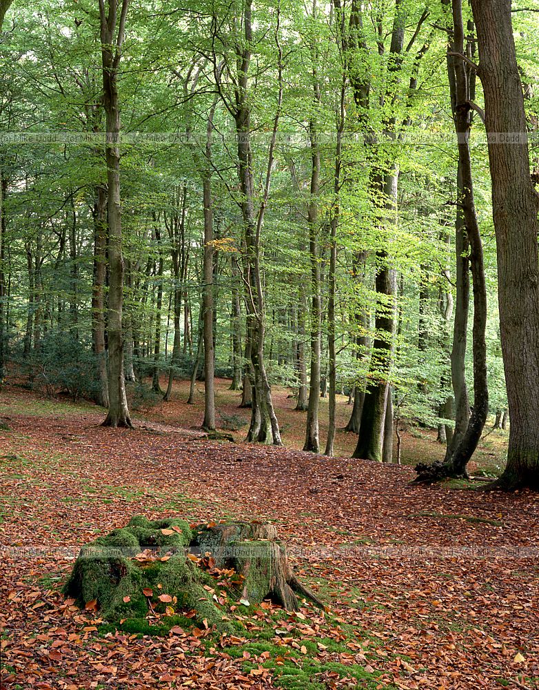 Beech wood interior at Bramshaw New Forest