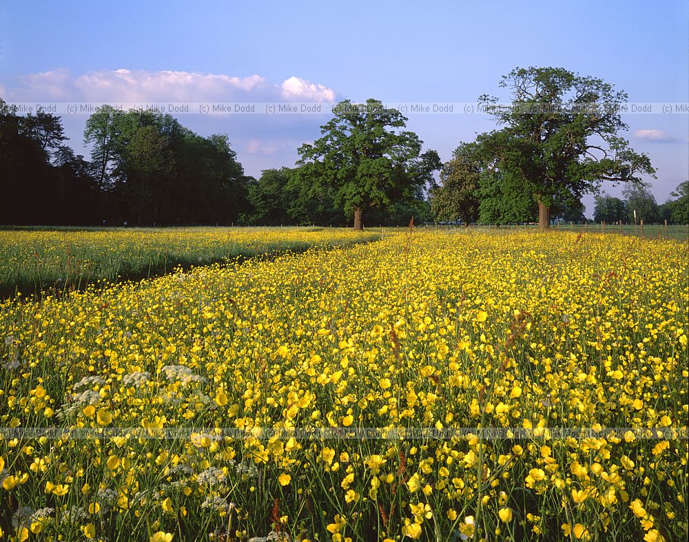 Buttercups at Park grass experiment Rothamstead