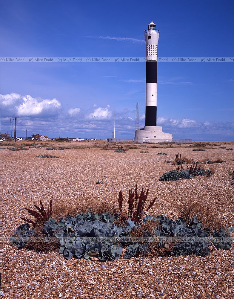 Lighthouse and shingle beach with sea kale Dungeness kent