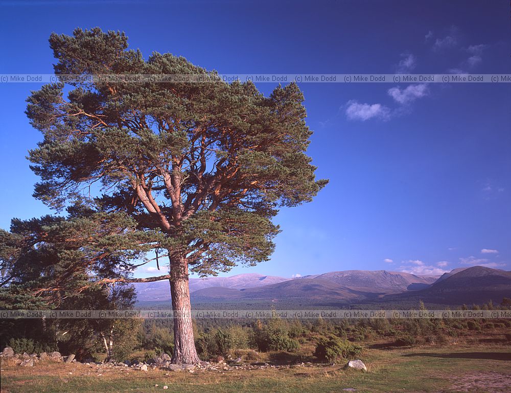 Pinus sylvestris scots pine Upper Tullochgrue Rothiemurchas near Aviemore Scotland