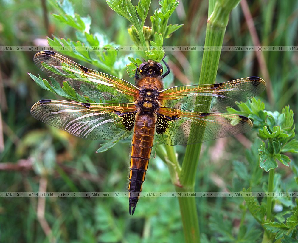 Libellula quadrimaculata four spotted chaser dragonfly on Somerset levels