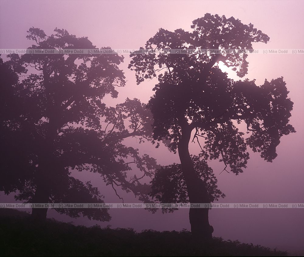 Oak near Woburn sunrise mist