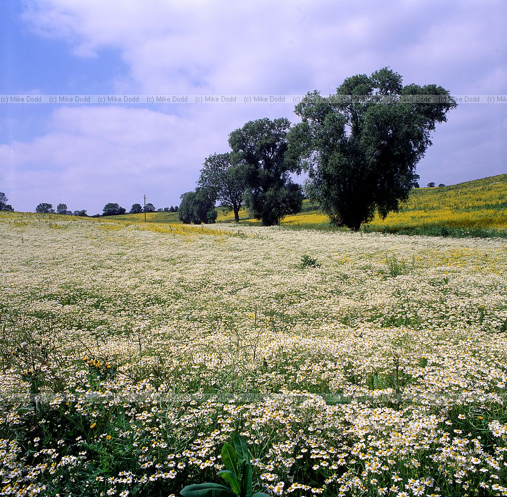 Mayweed and willow trees near Cranfield