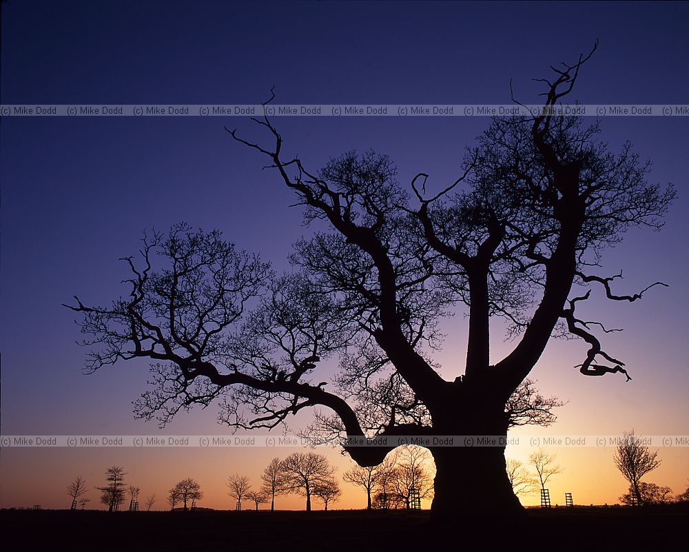 Ancient oak tree sunset