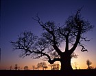 Ancient oak tree sunset