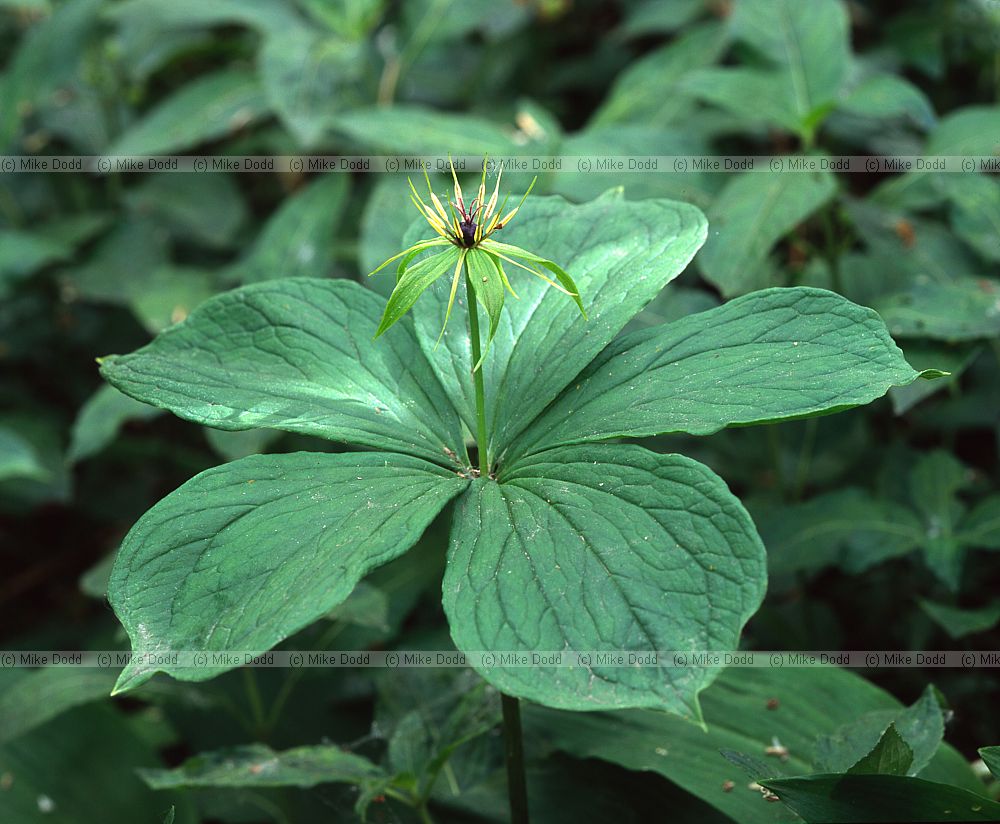 Paris quadrifolia Herb paris
