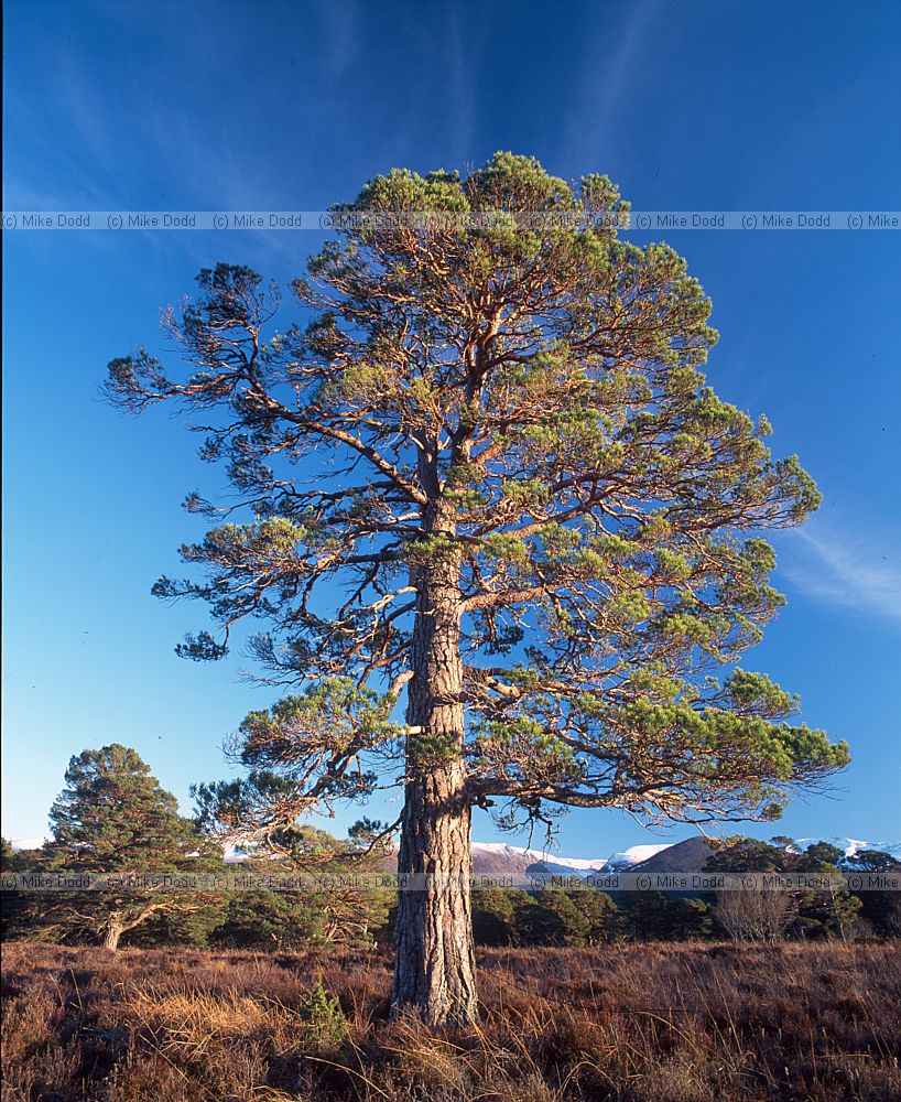 Pinus sylvestris scots pine Upper Tullochgrue Rothiemurchas near Aviemore Scotland